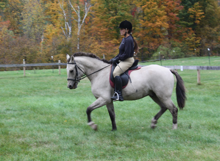 American Bashkir Curly Horse
